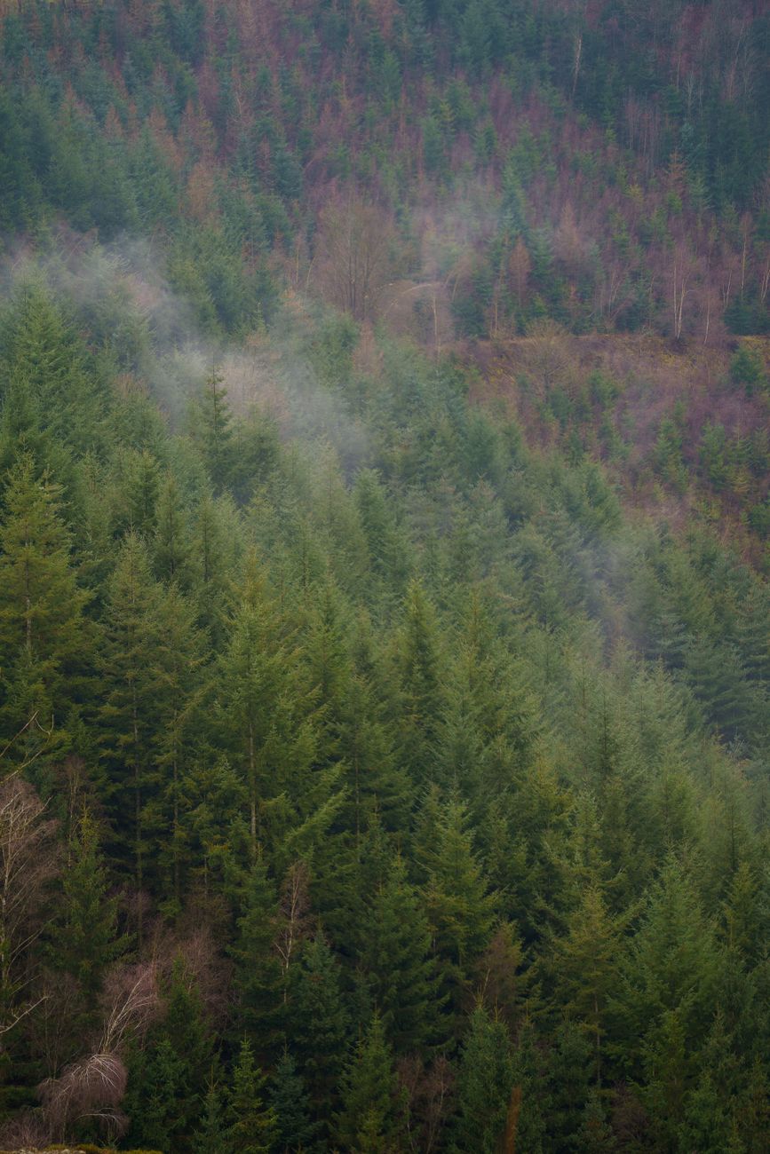Belgische Ardennen bos